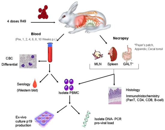 Viruses 03 01131 g003