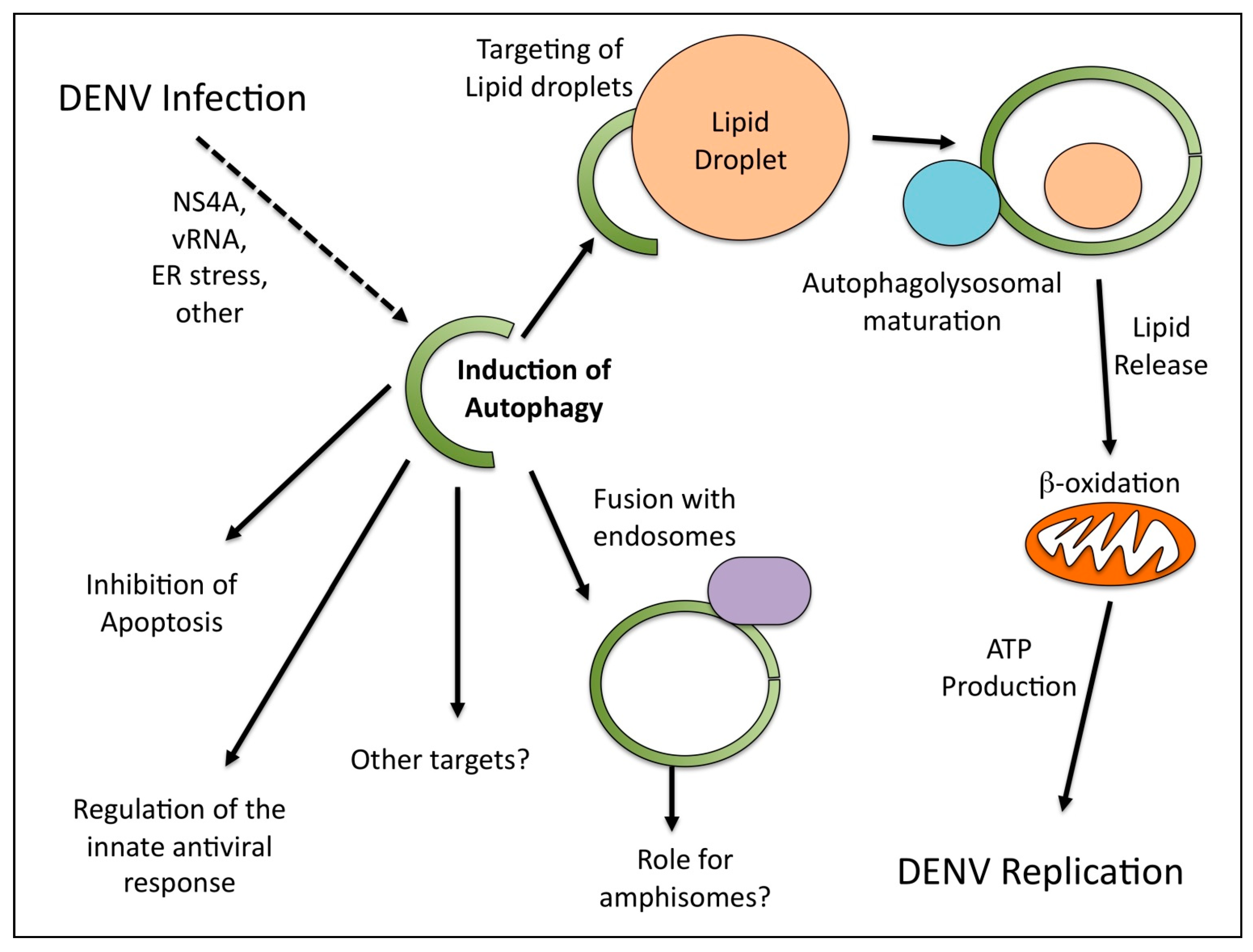 Viruses 03 01332 g001