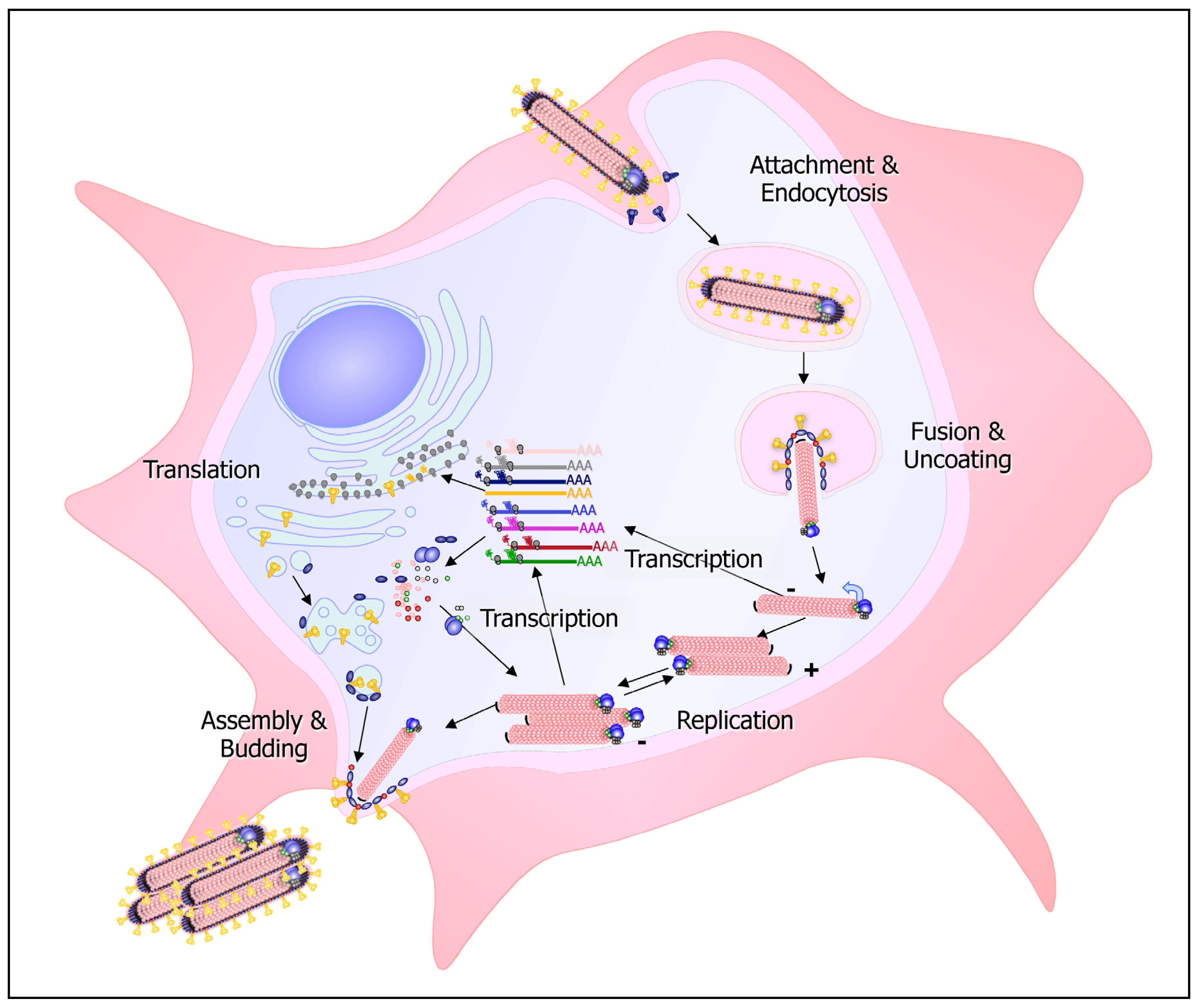 Viruses 03 01501 g001