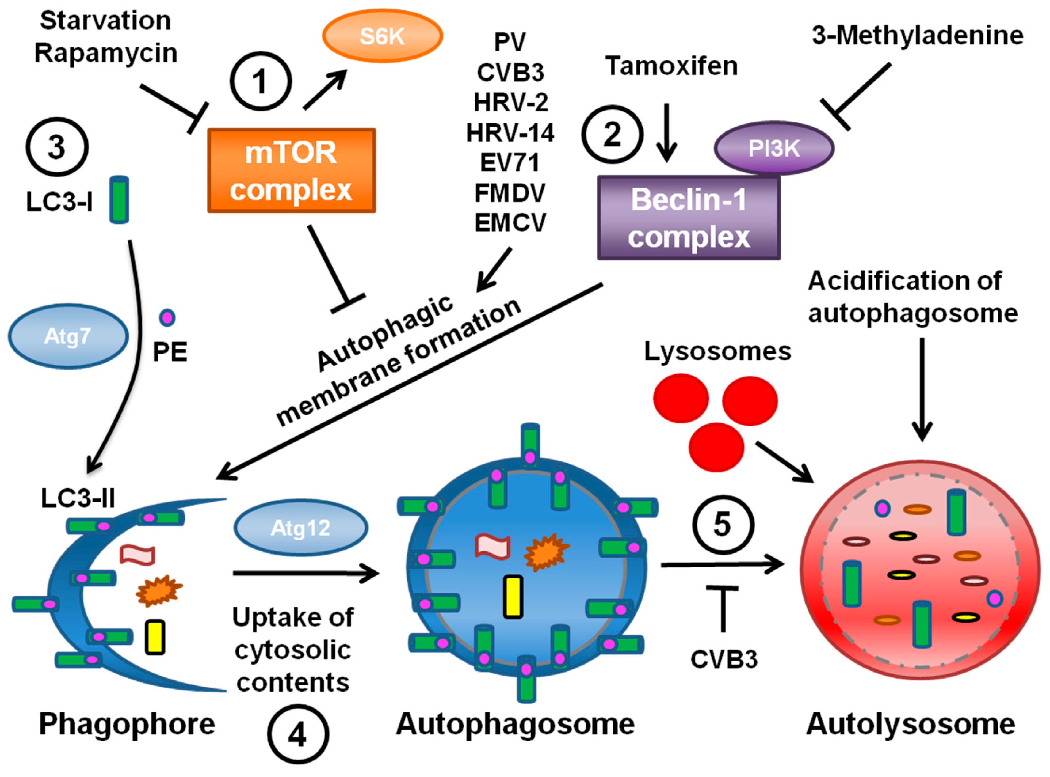 Viruses 03 01549 g001