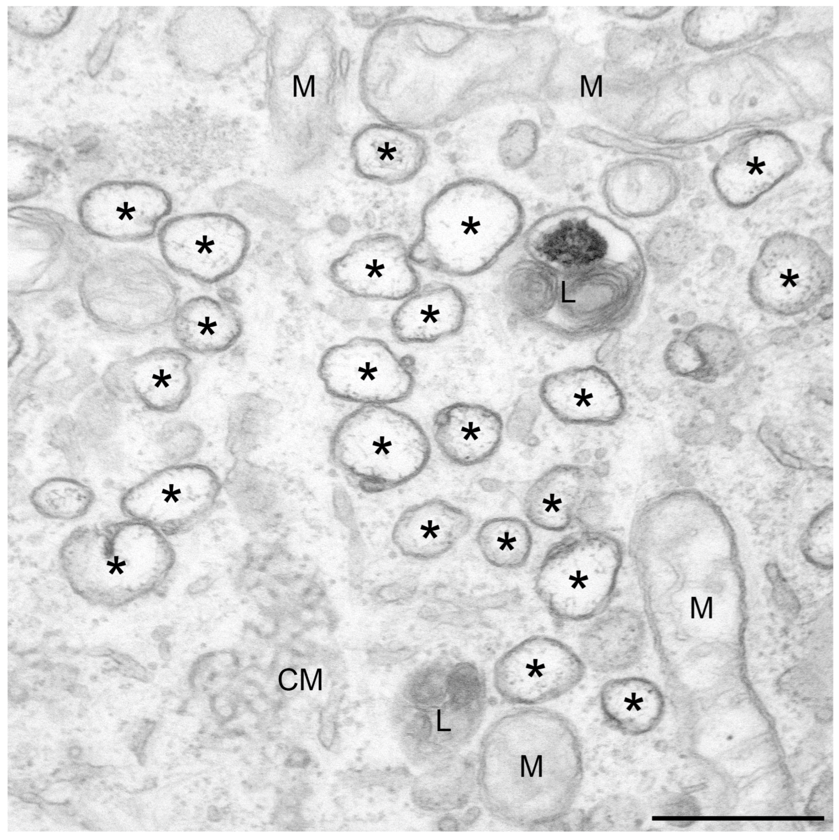 Viruses 03 01610 g001 Viruses 03 01610 g001