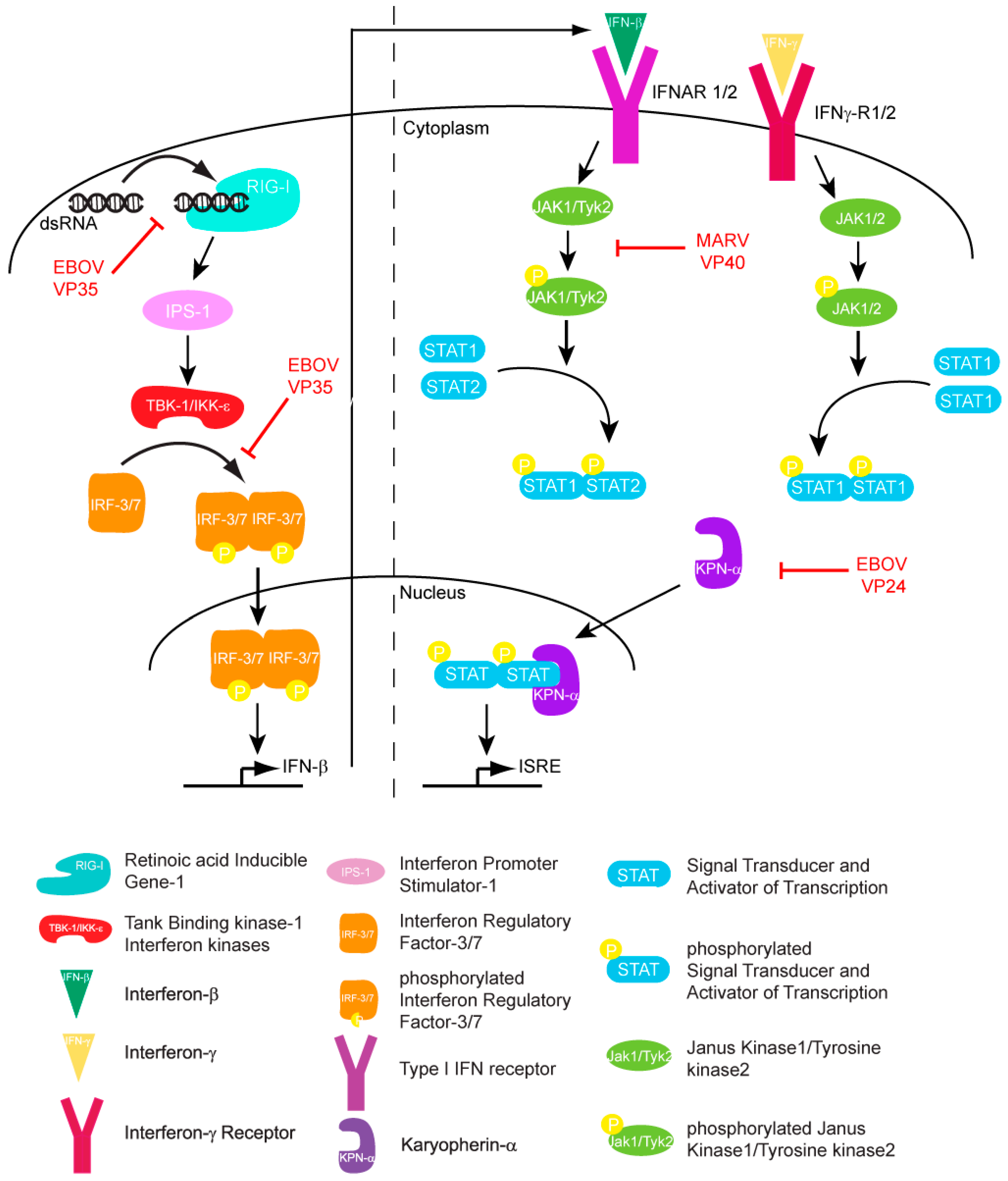 Viruses 03 01634 g001