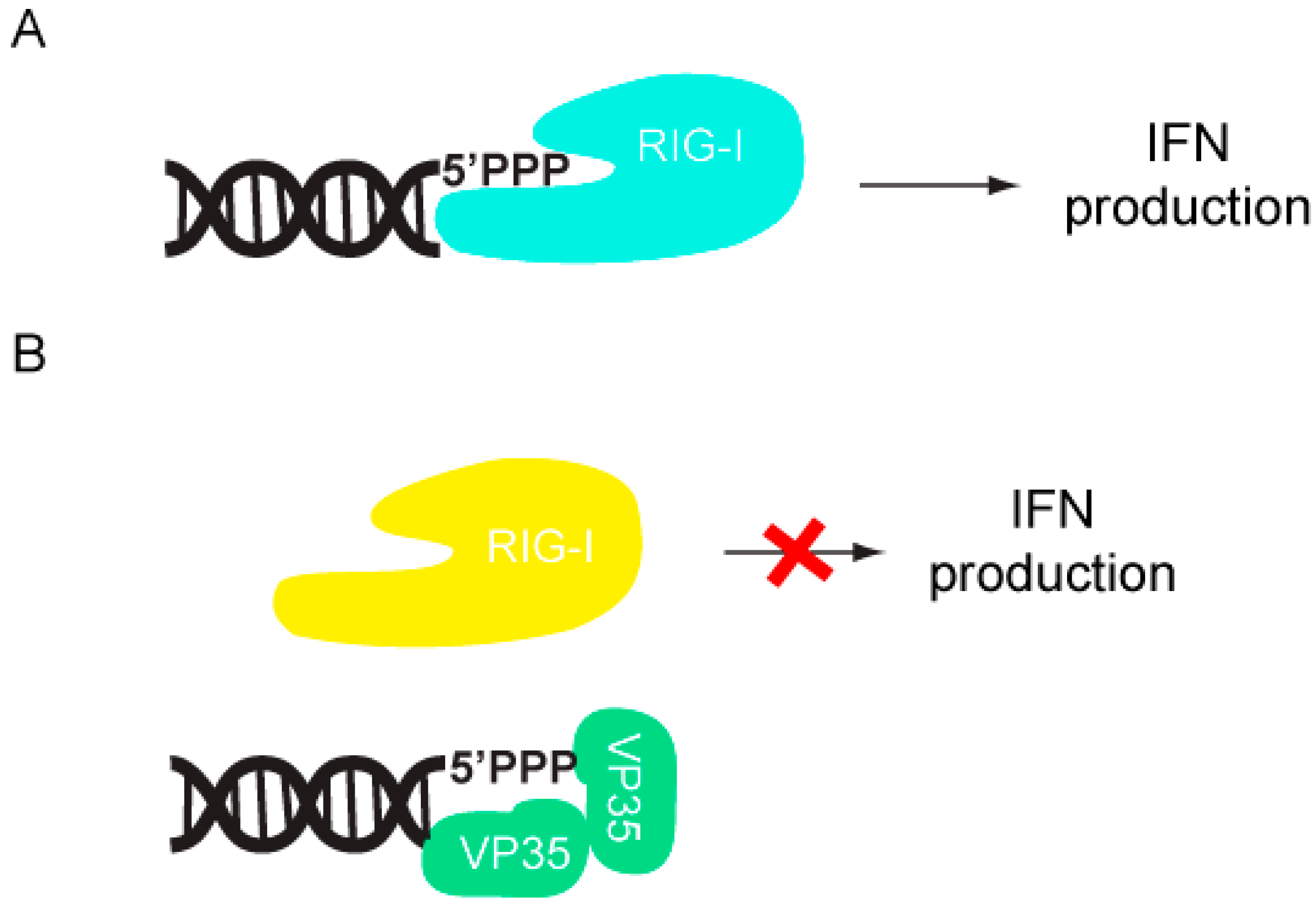 Viruses 03 01634 g003