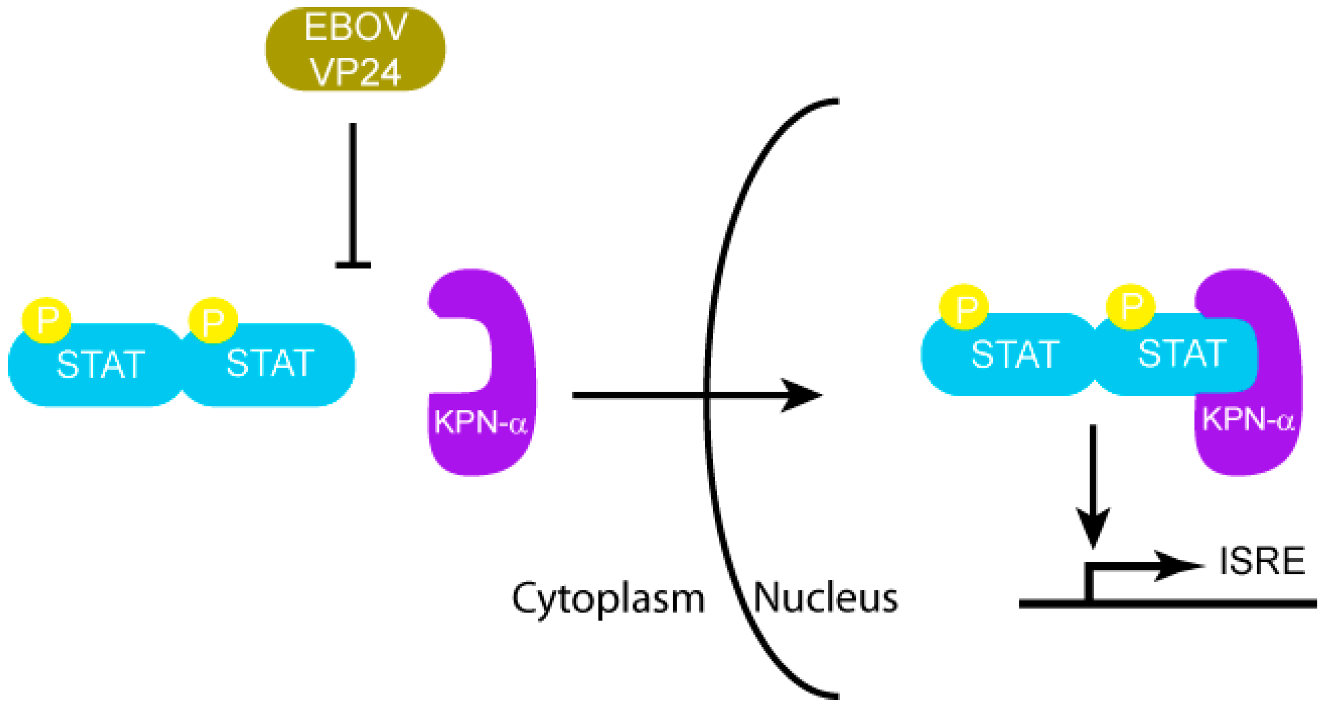 Viruses 03 01634 g005