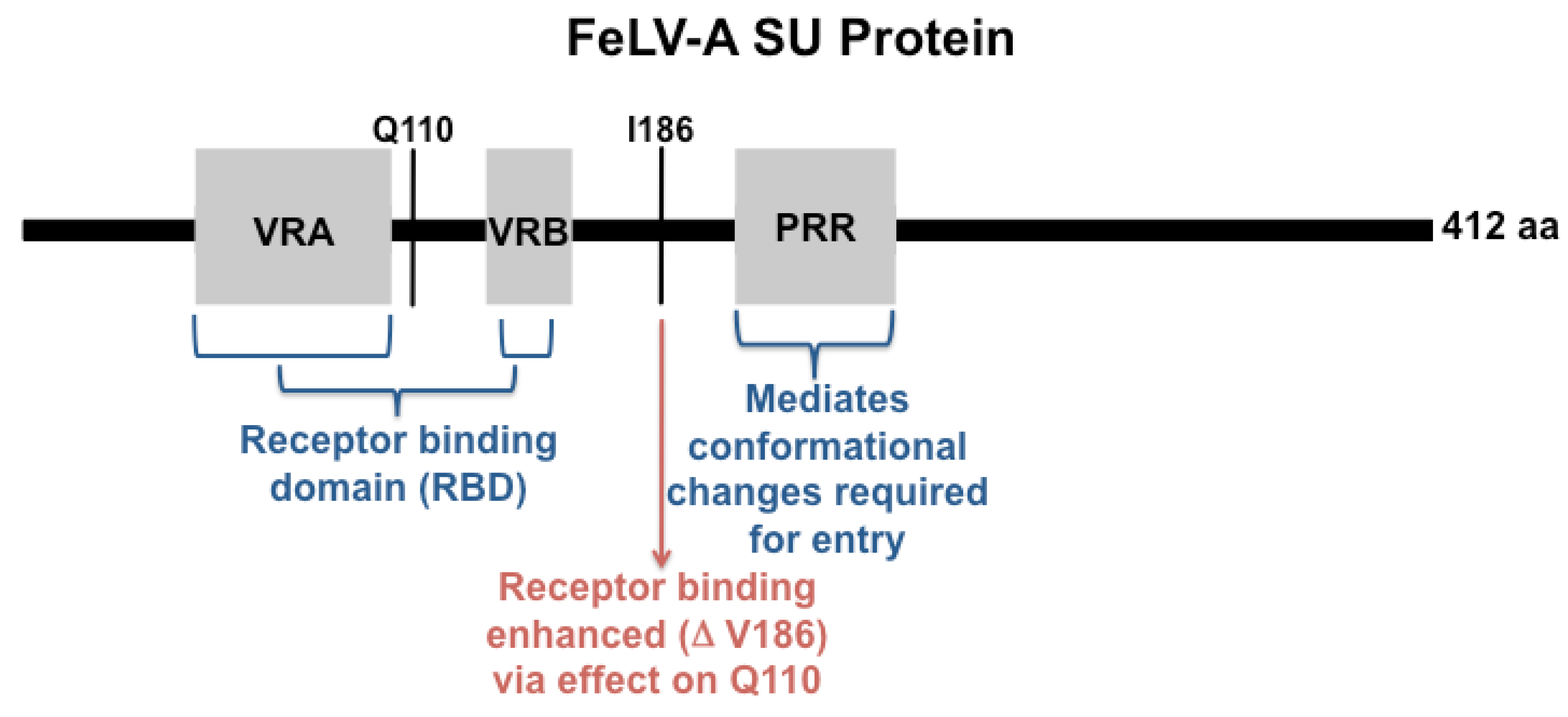 Viruses 03 01681 g005