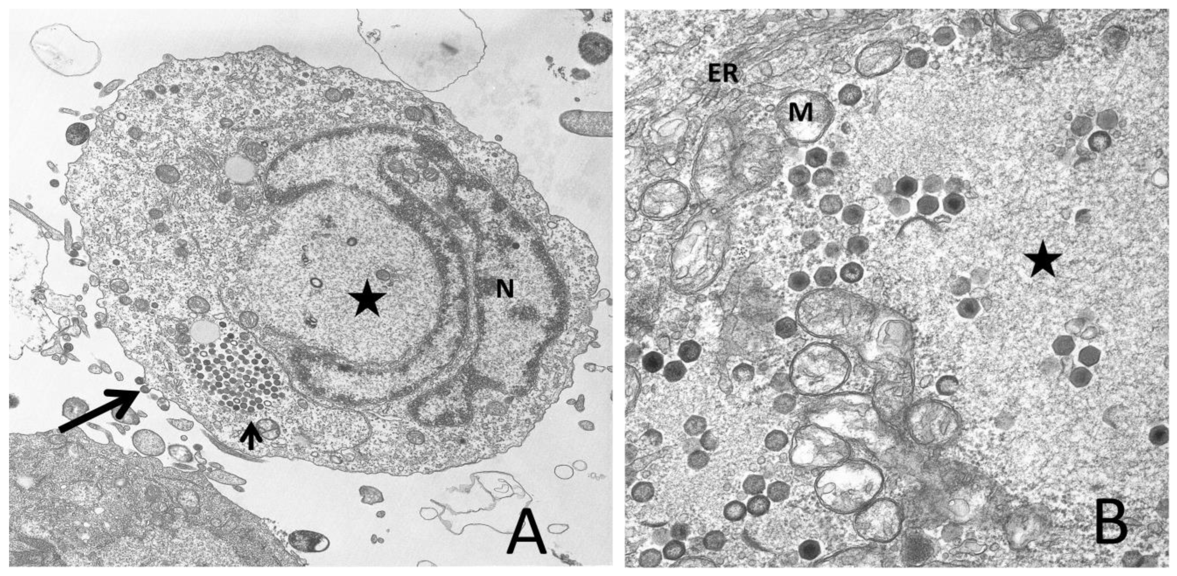 Viruses 03 01959 g001 Viruses 03 01959 g001