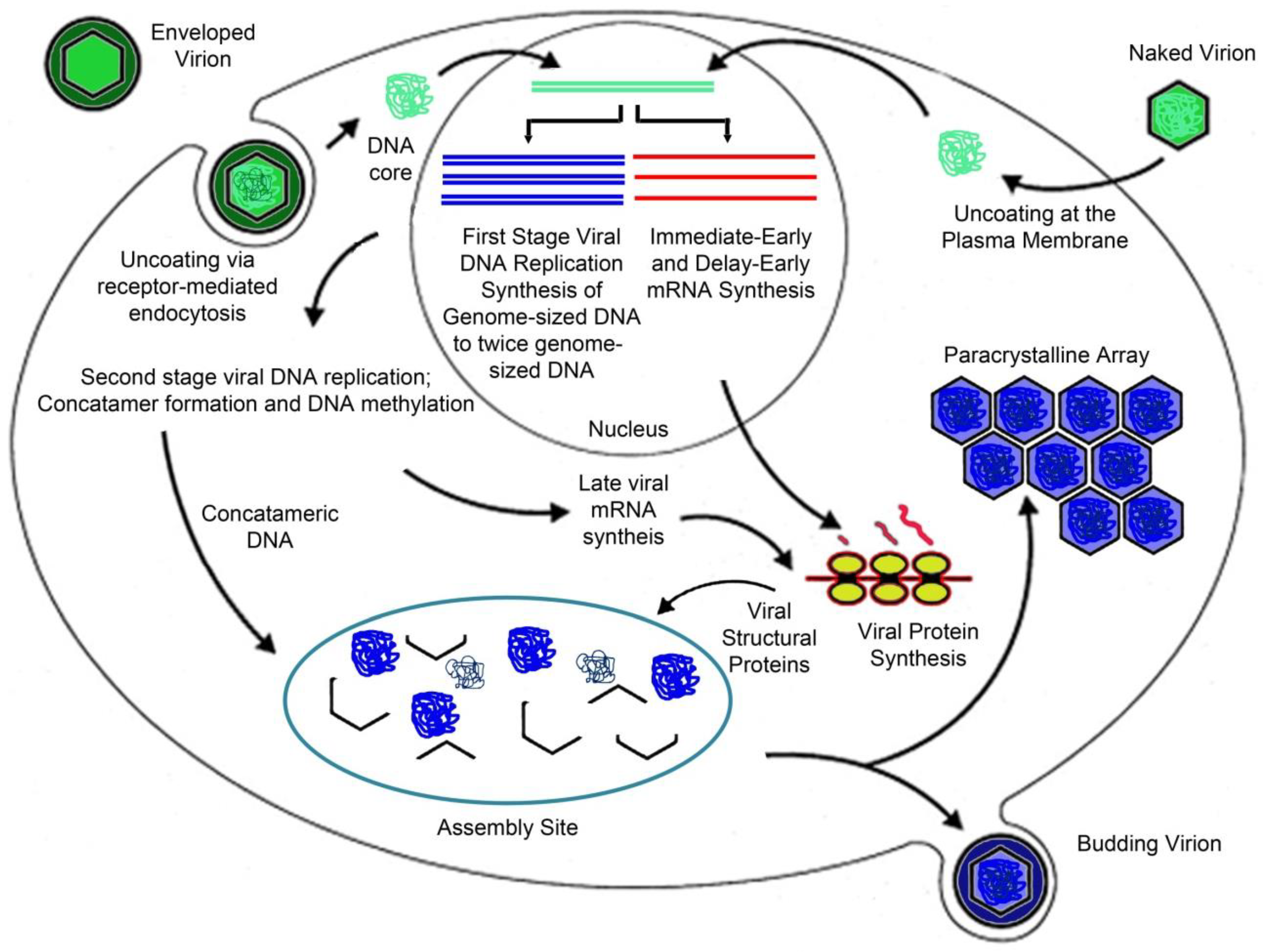 Viruses 03 01959 g002 Viruses 03 01959 g002