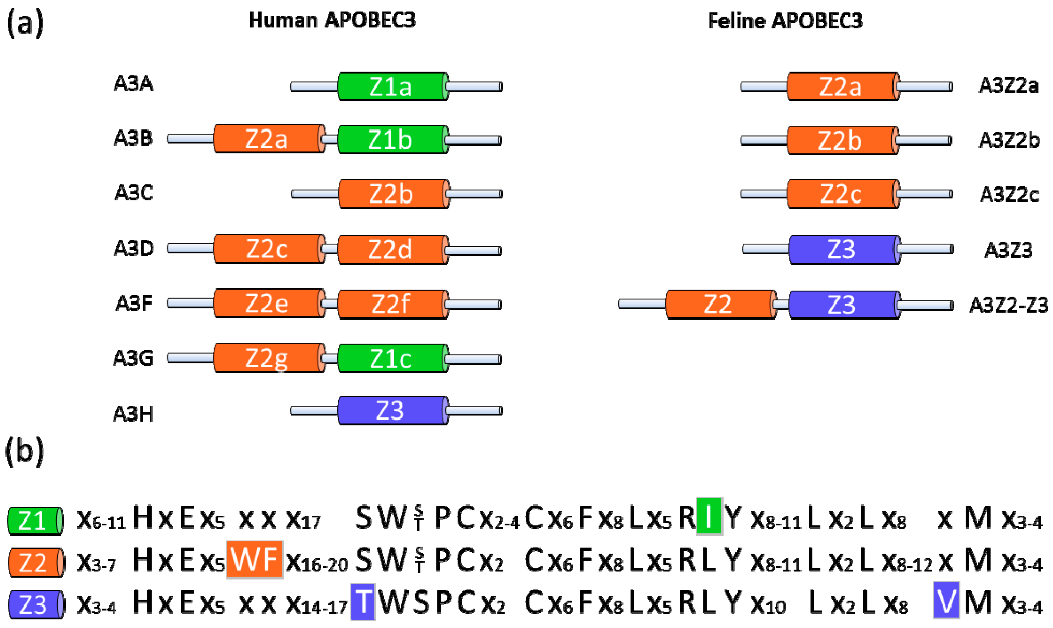 Viruses 03 01986 g001