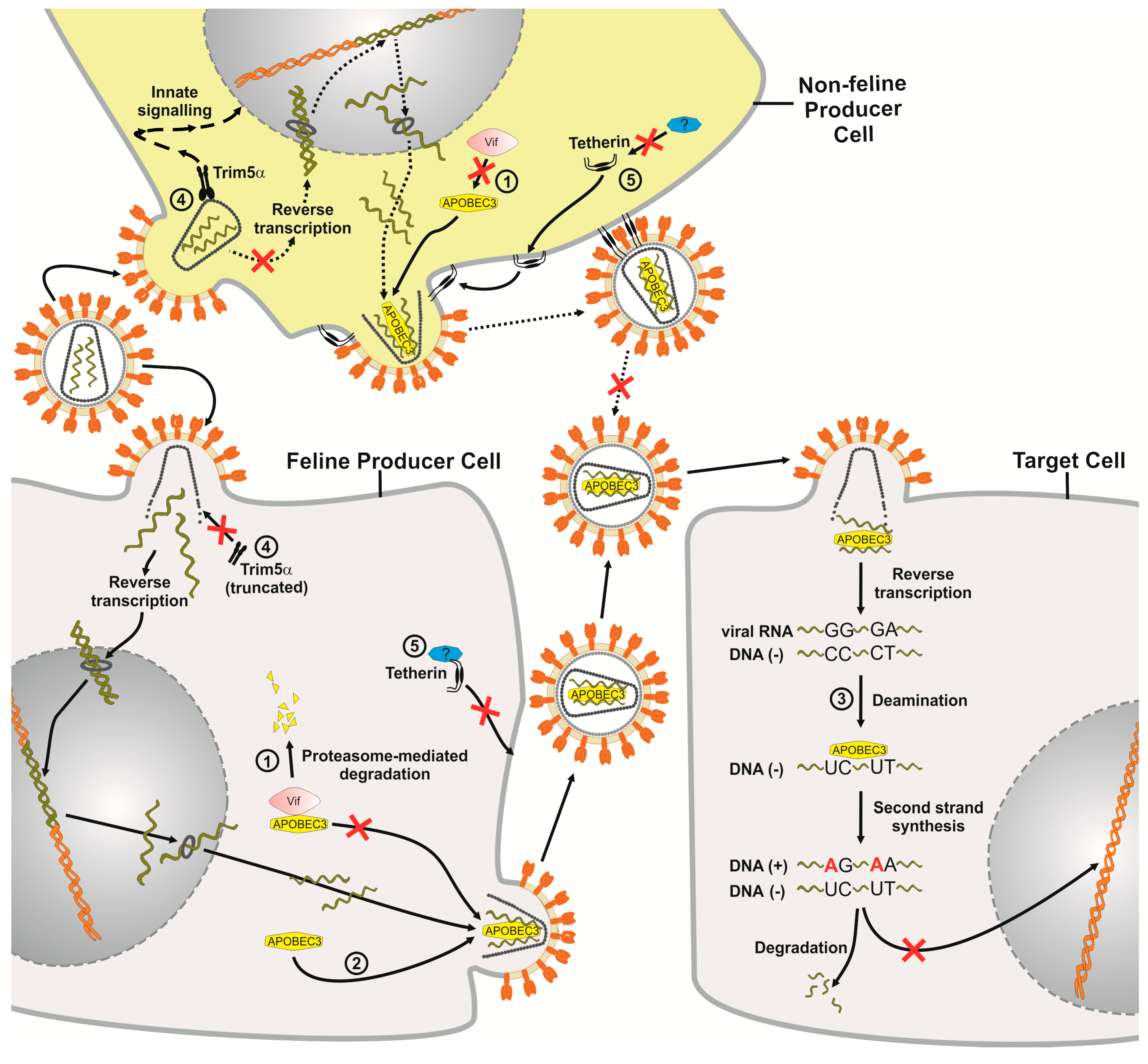 Viruses 03 01986 g002