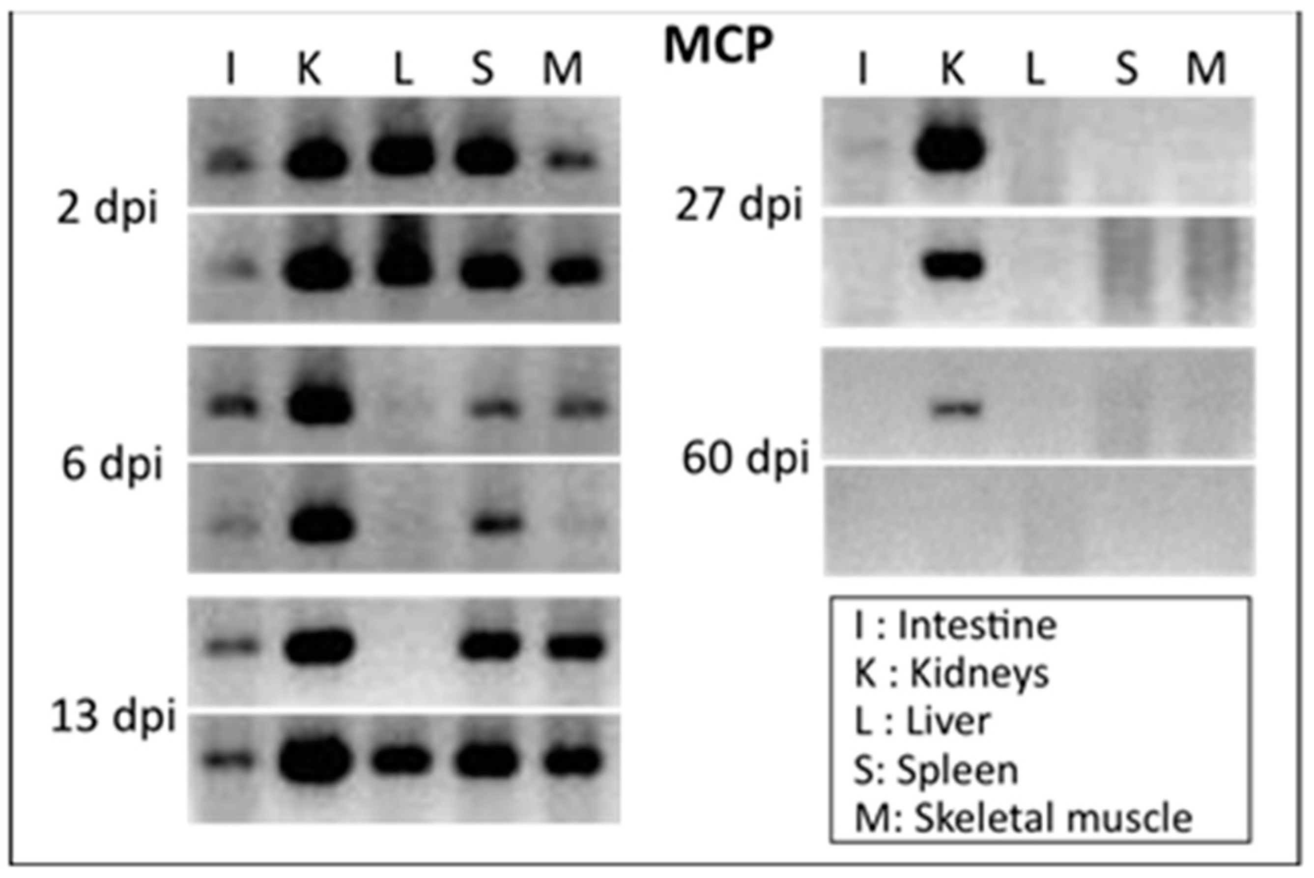 Viruses 03 02065 g001