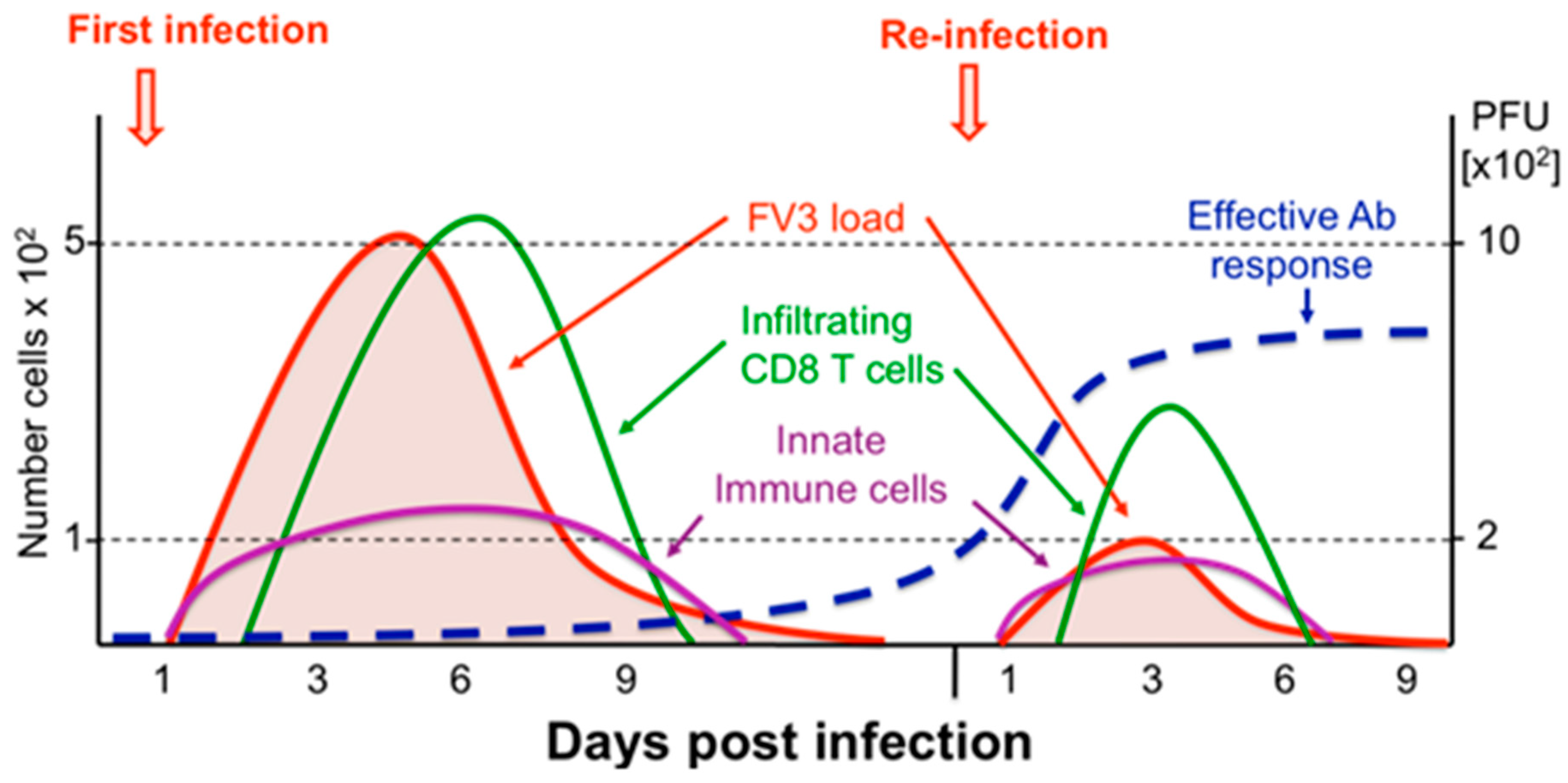 Viruses 03 02065 g002