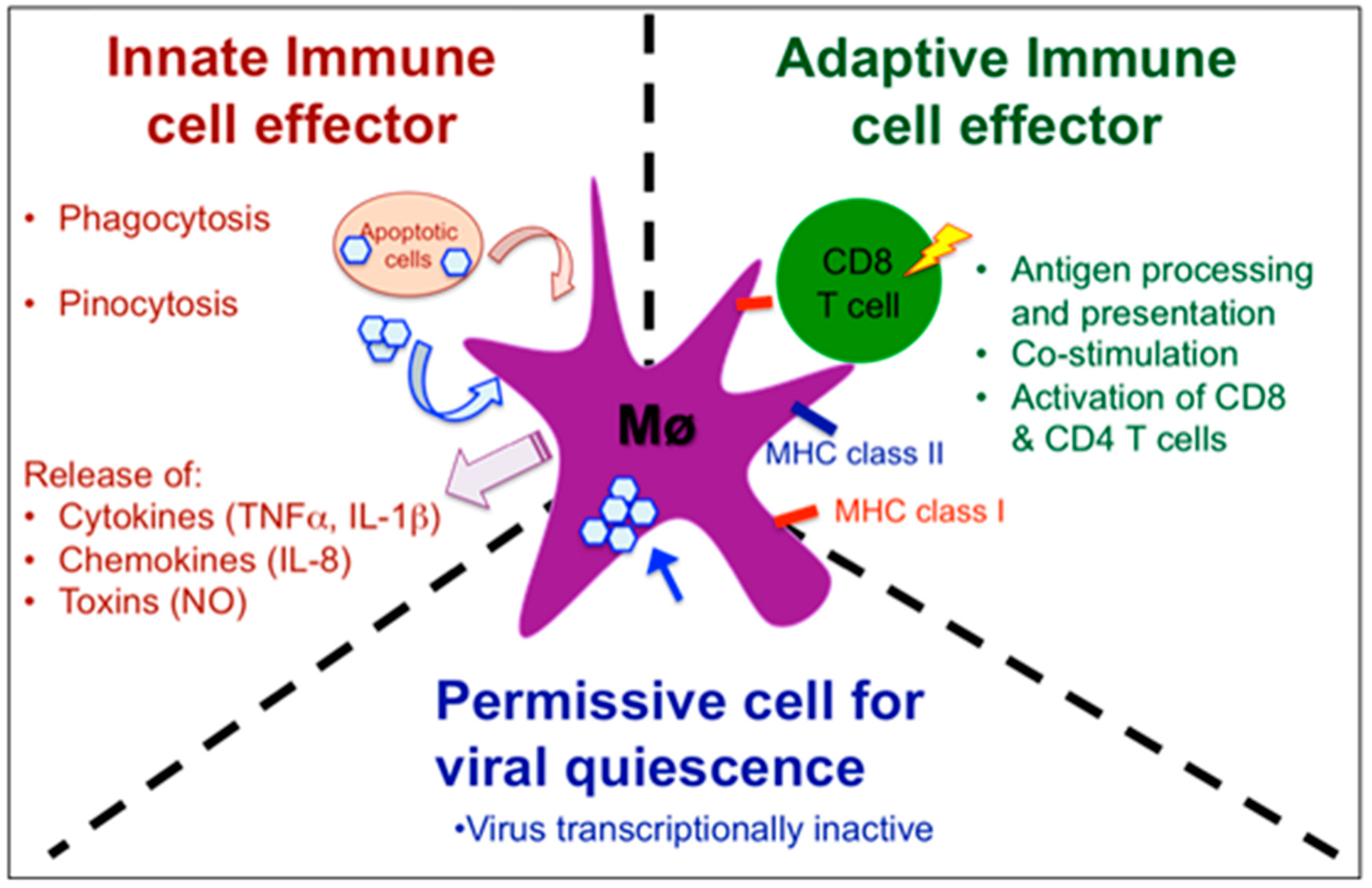 Viruses 03 02065 g003