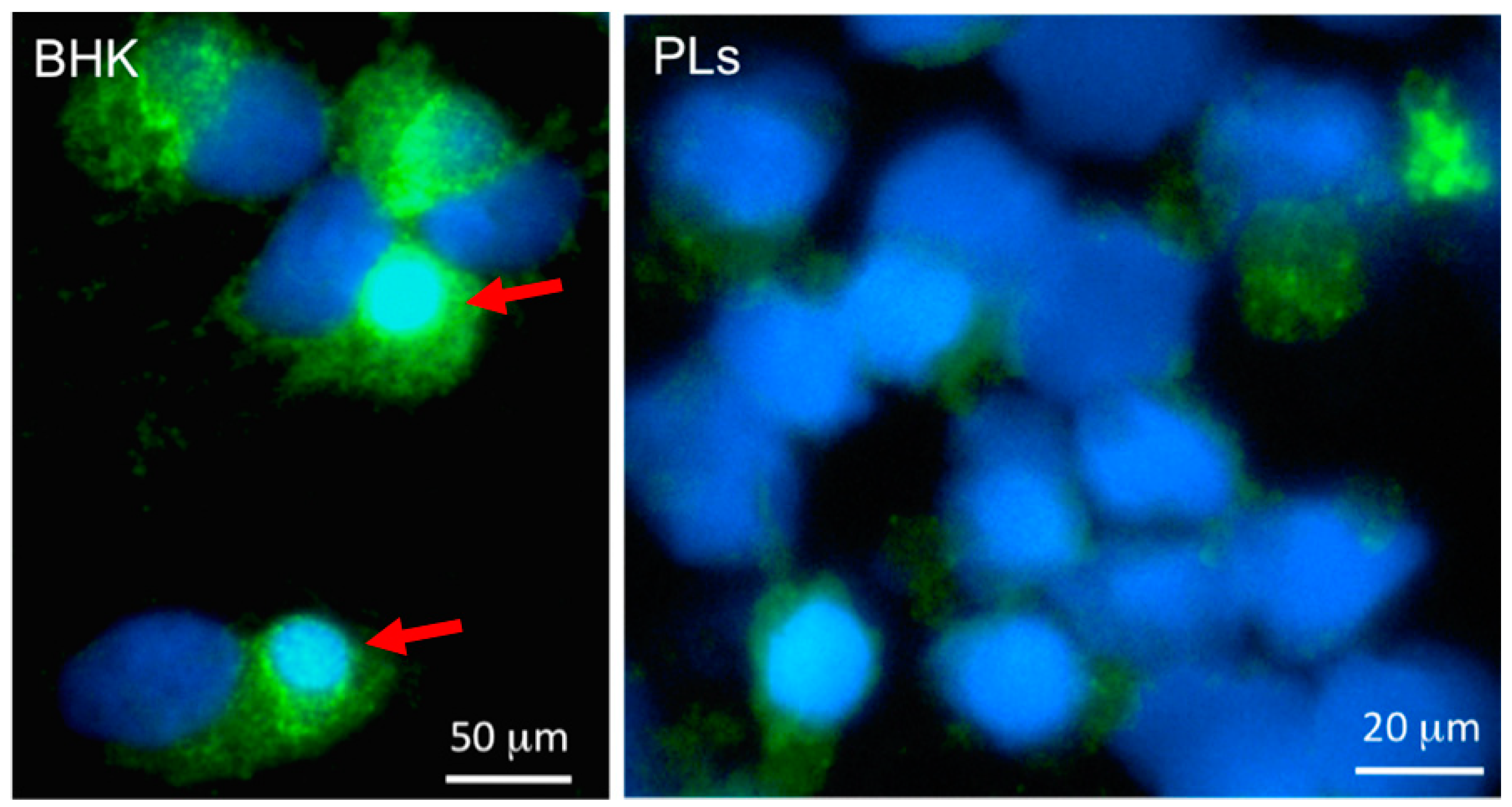 Viruses 03 02065 g004
