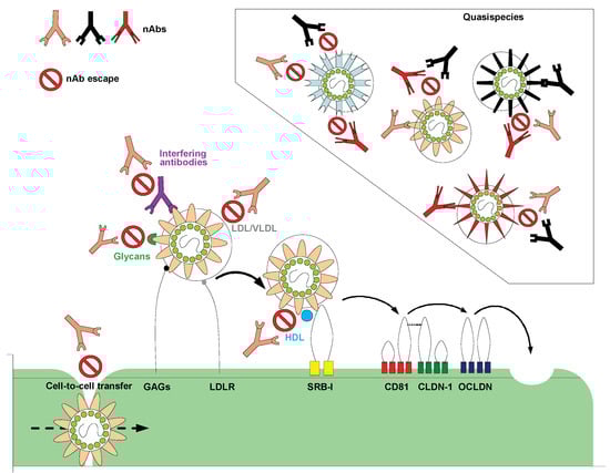 Viruses 03 02280 g001