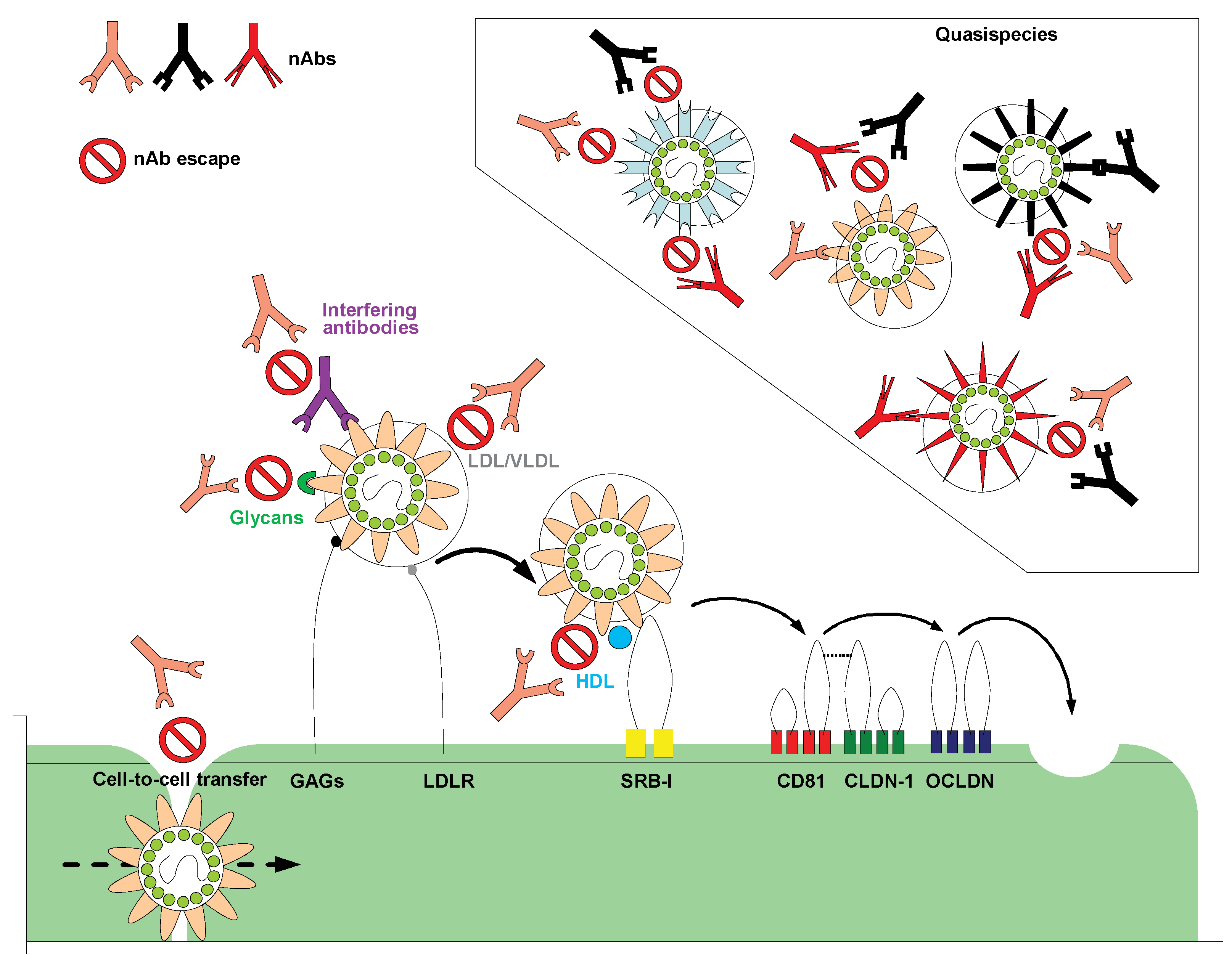 Viruses 03 02280 g001