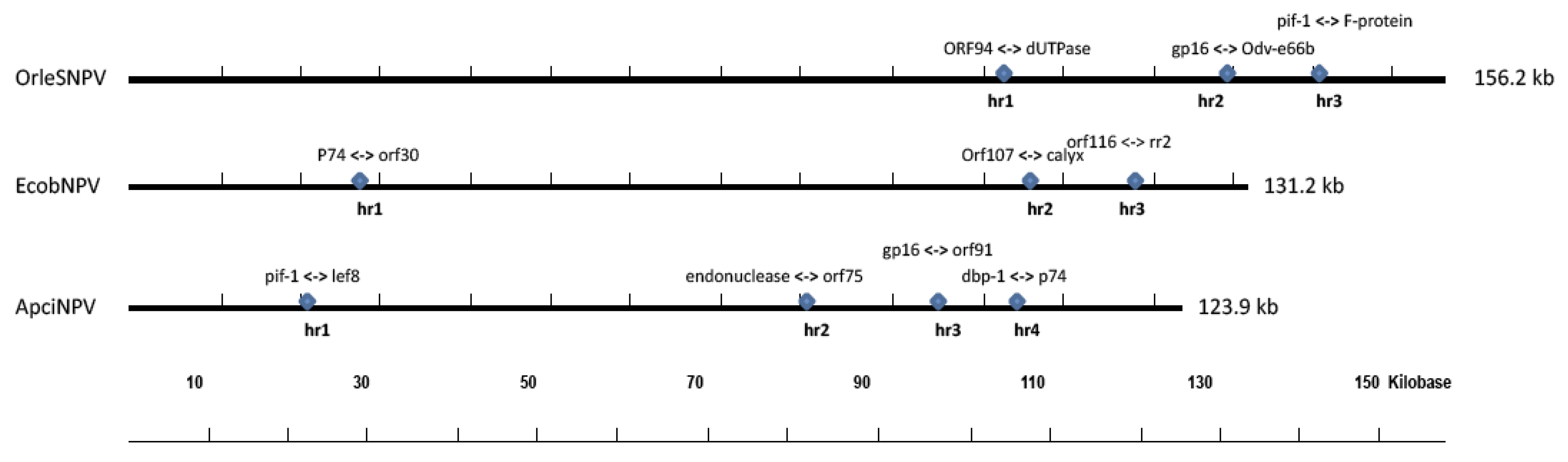 Viruses 03 02301 g003