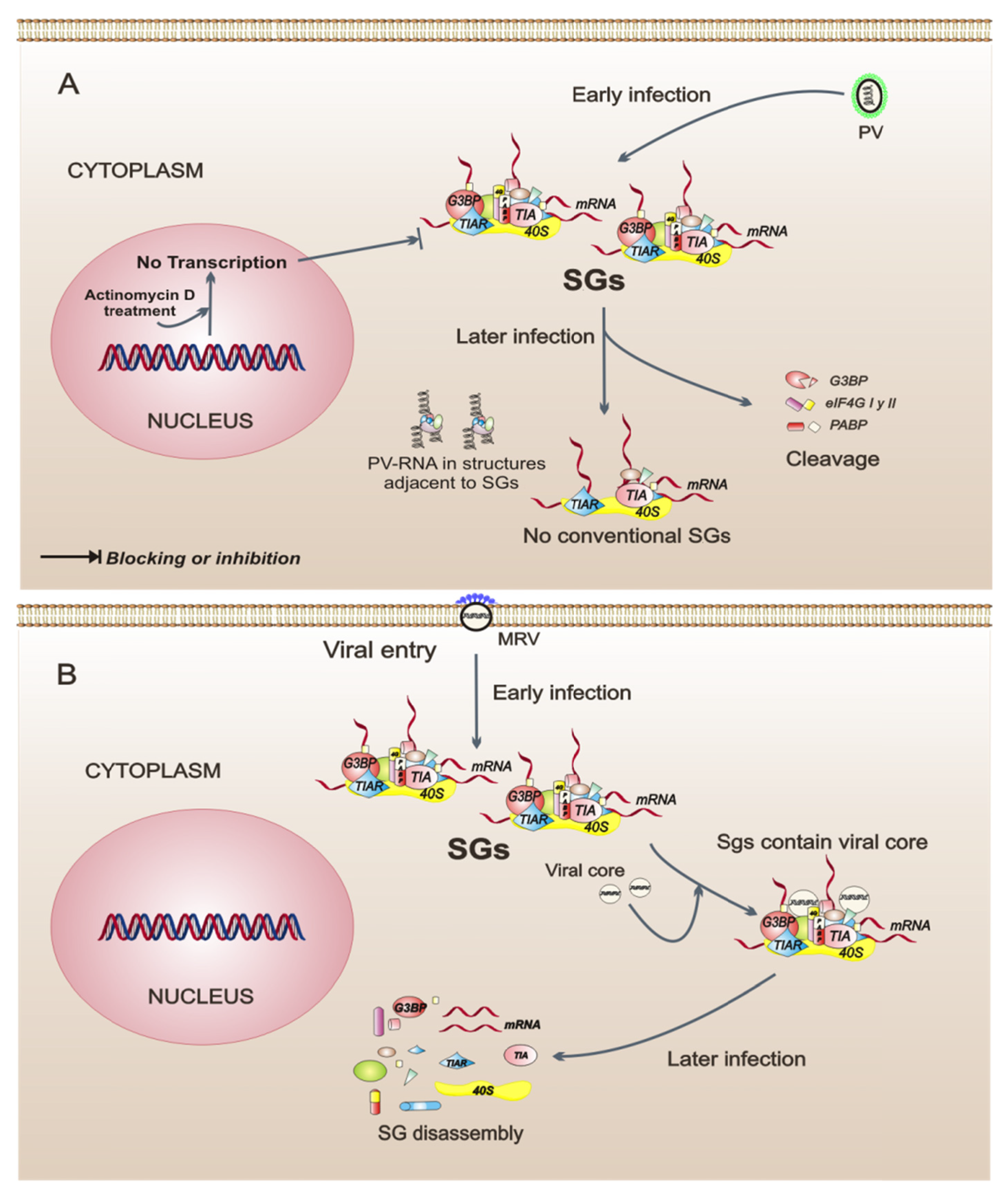 Viruses 03 02328 g002a