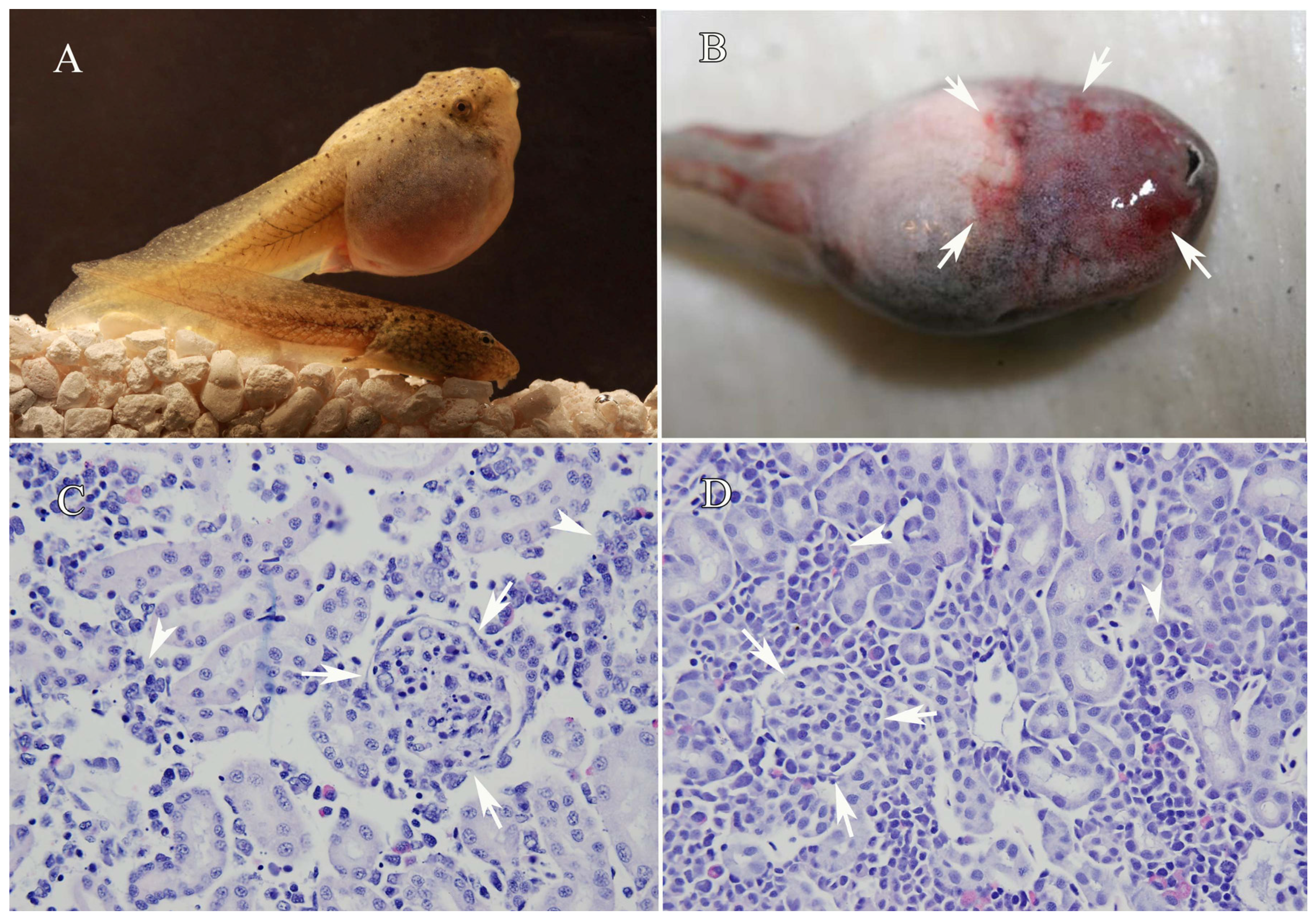 Viruses 03 02351 g001 Viruses 03 02351 g001