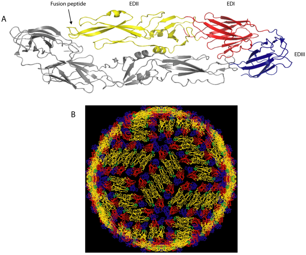 Viruses 03 02374 g001 1024