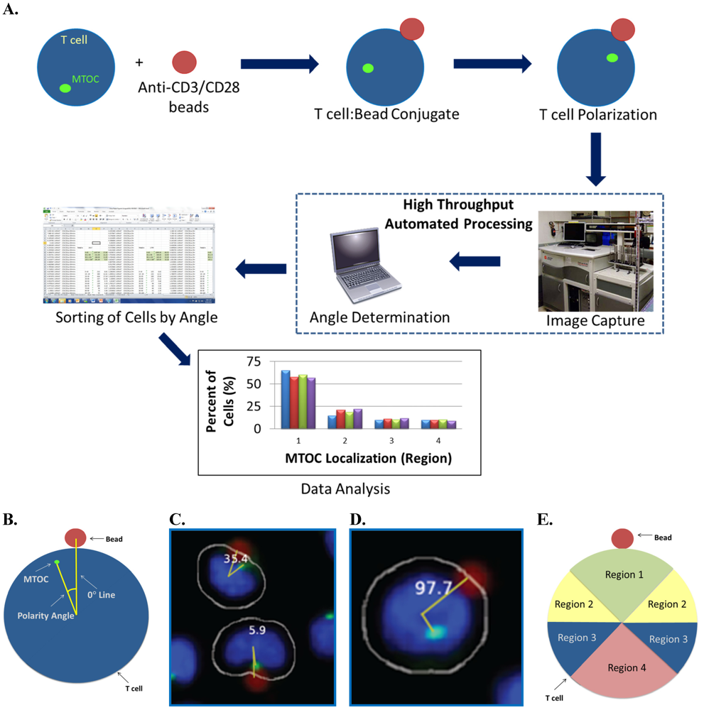 Viruses 03 02396 g001 1024