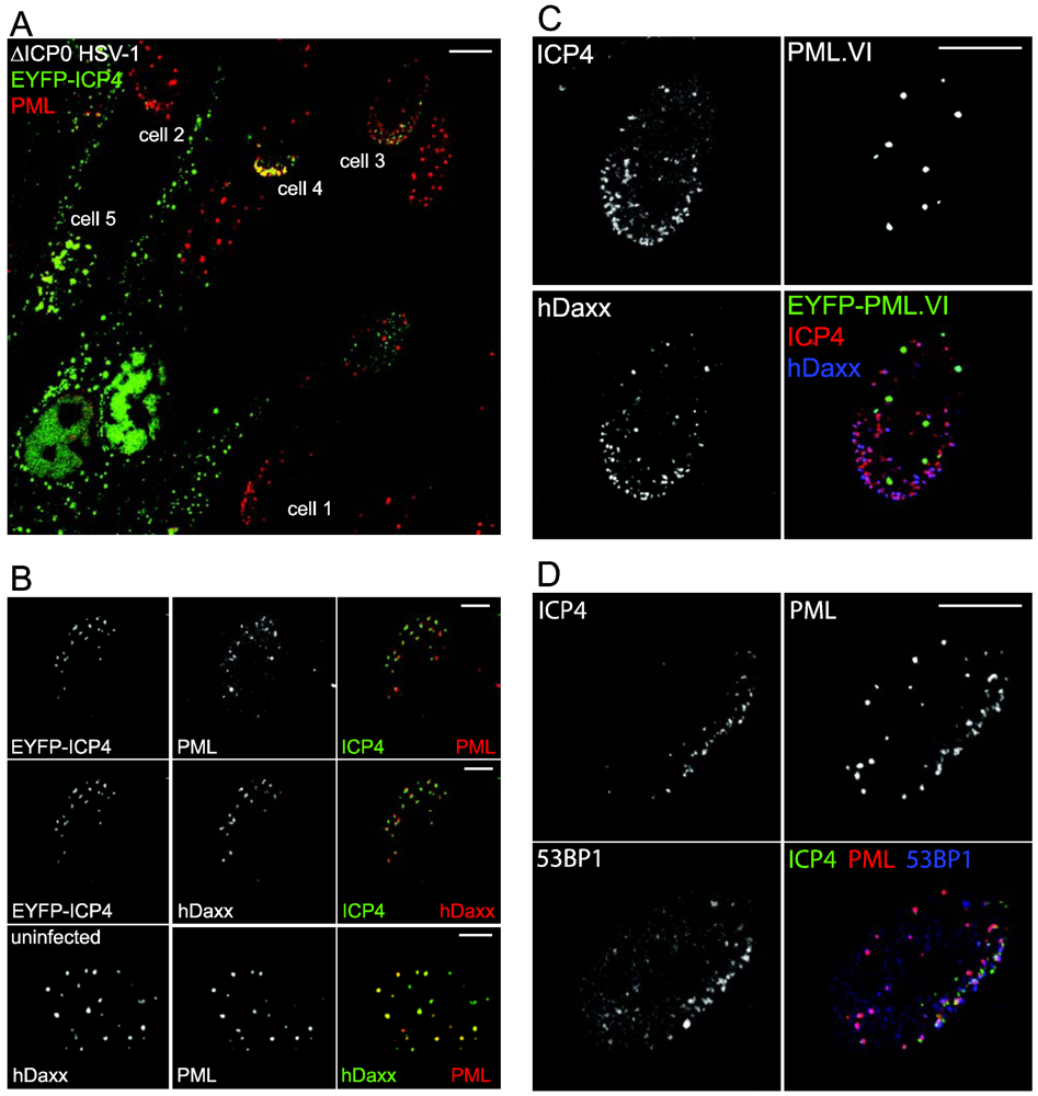 Viruses 03 02412 g001 1024