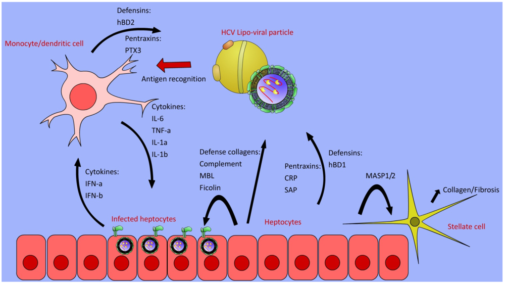 Viruses 04 00001 g001 1024