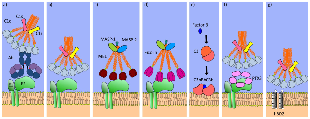 Viruses 04 00001 g002 1024