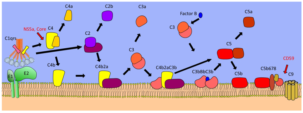Viruses 04 00001 g003 1024