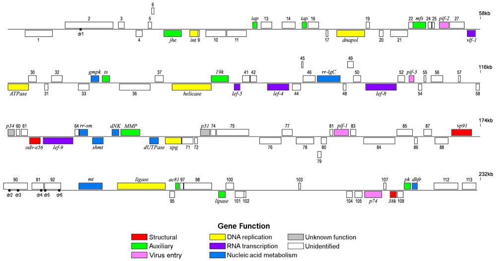 Viruses 04 00028 g001 1024