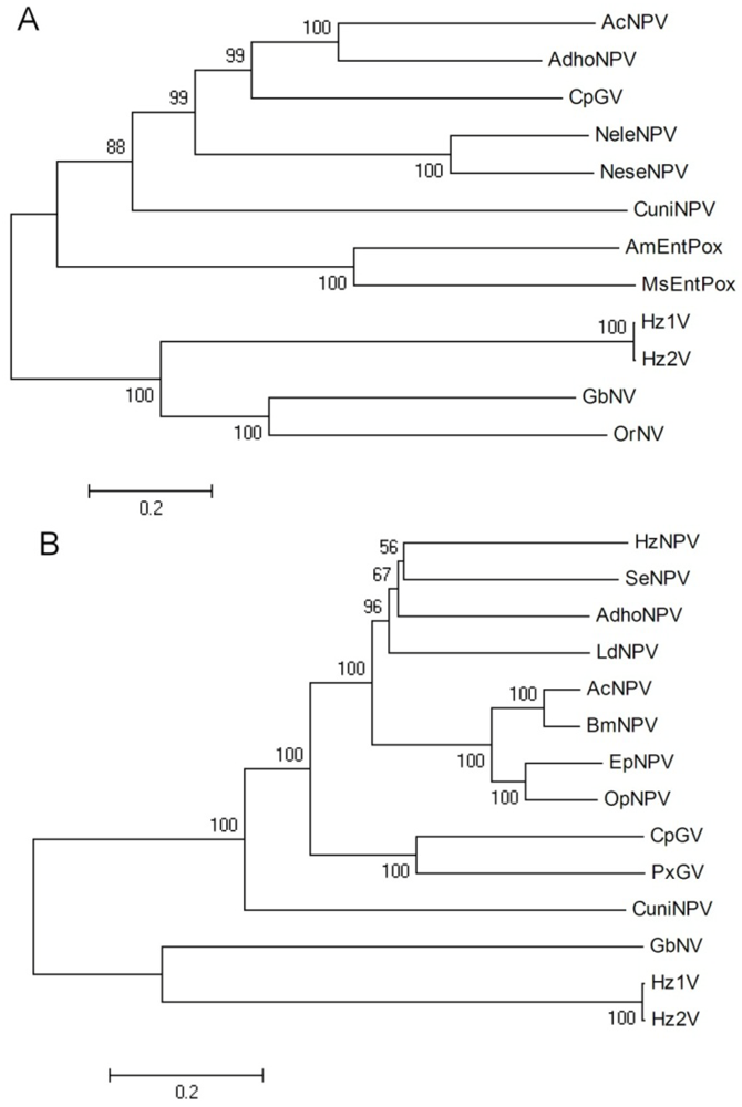 Viruses 04 00028 g006 1024