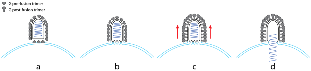 Viruses 04 00117 g003 1024