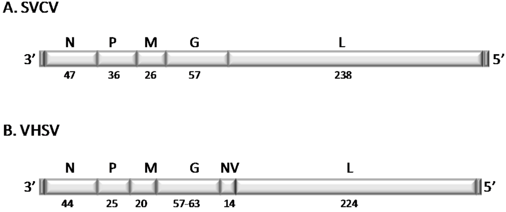 Viruses 04 00140 g001 1024