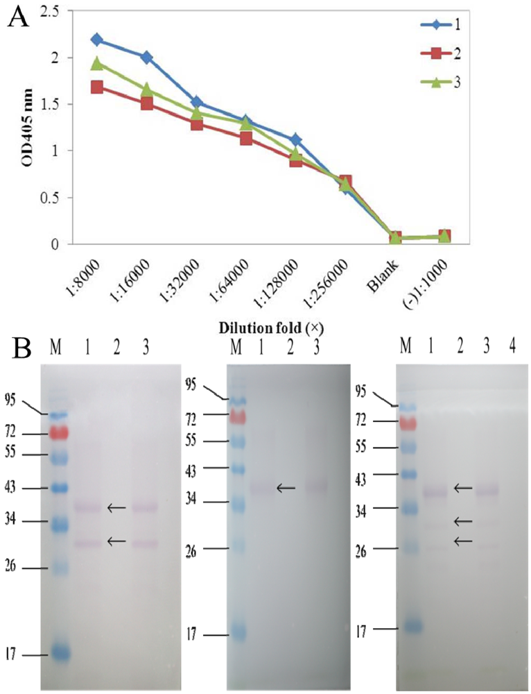 Viruses 04 00167 g001 1024