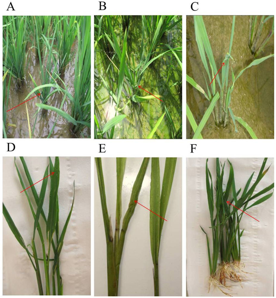 Viruses 04 00167 g010 1024