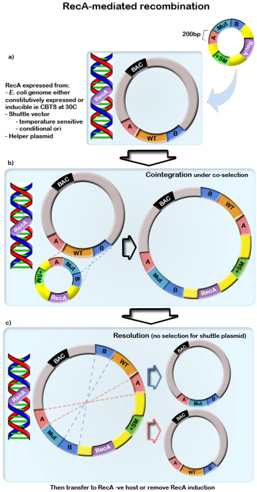 Viruses 04 00211 g001 1024