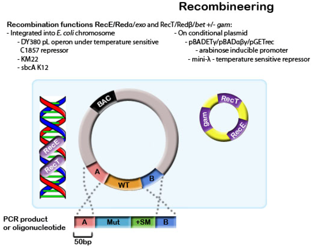 Viruses 04 00211 g002 1024