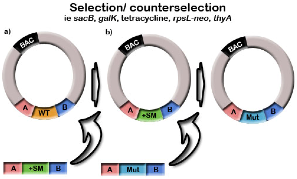 Viruses 04 00211 g003