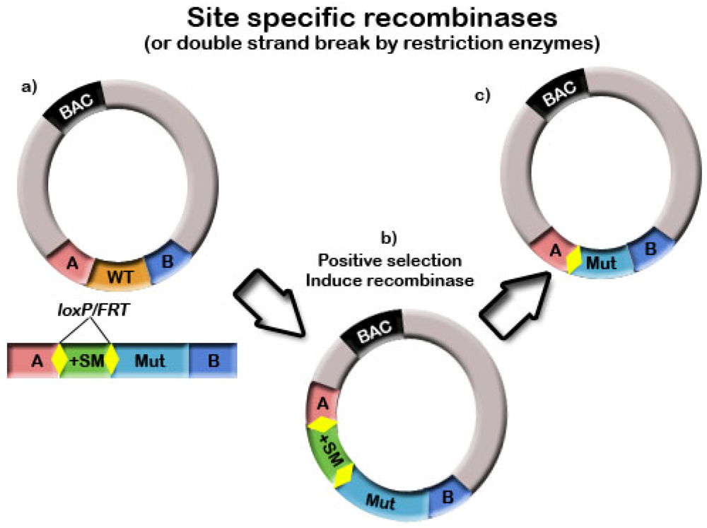 Viruses 04 00211 g004