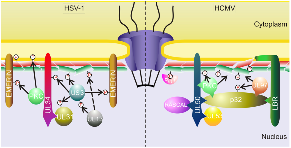 Viruses 04 00325 g001 1024