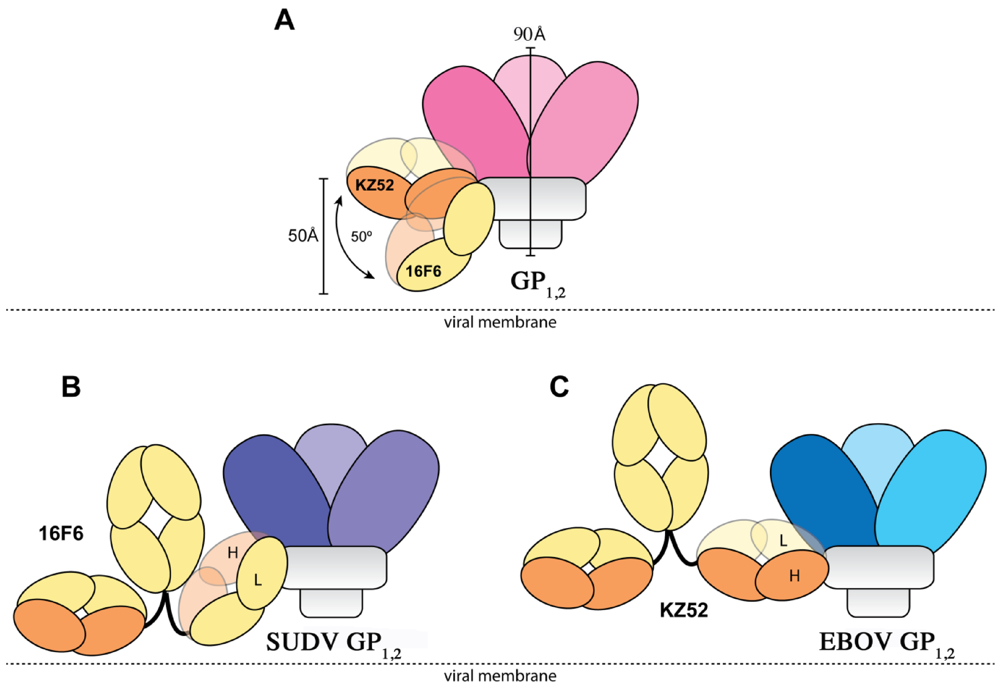 Viruses 04 00447 g008 1024