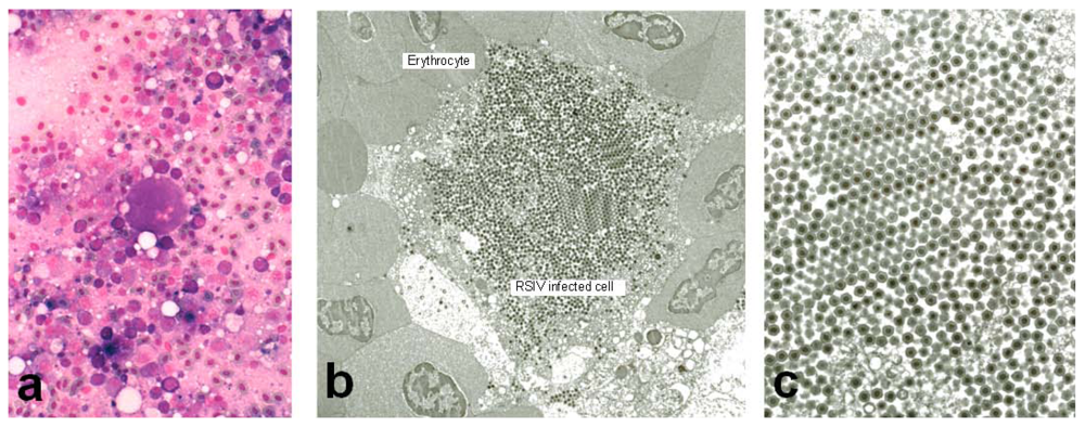 Viruses 04 00521 g001