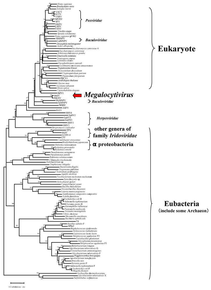 Viruses 04 00521 g005 1024