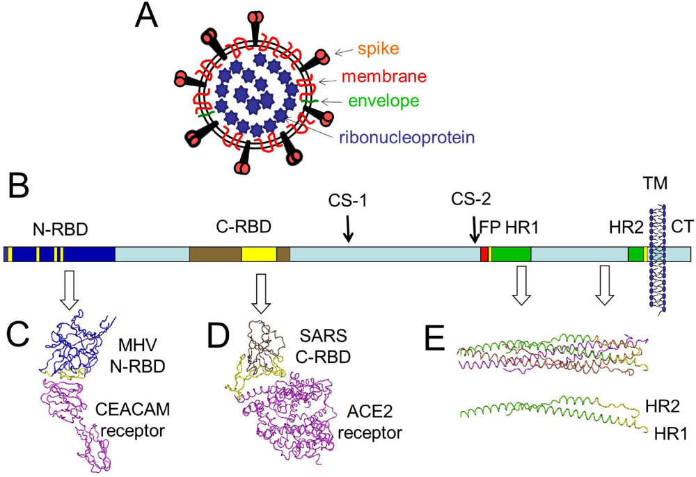 Viruses 04 00557 g001 1024