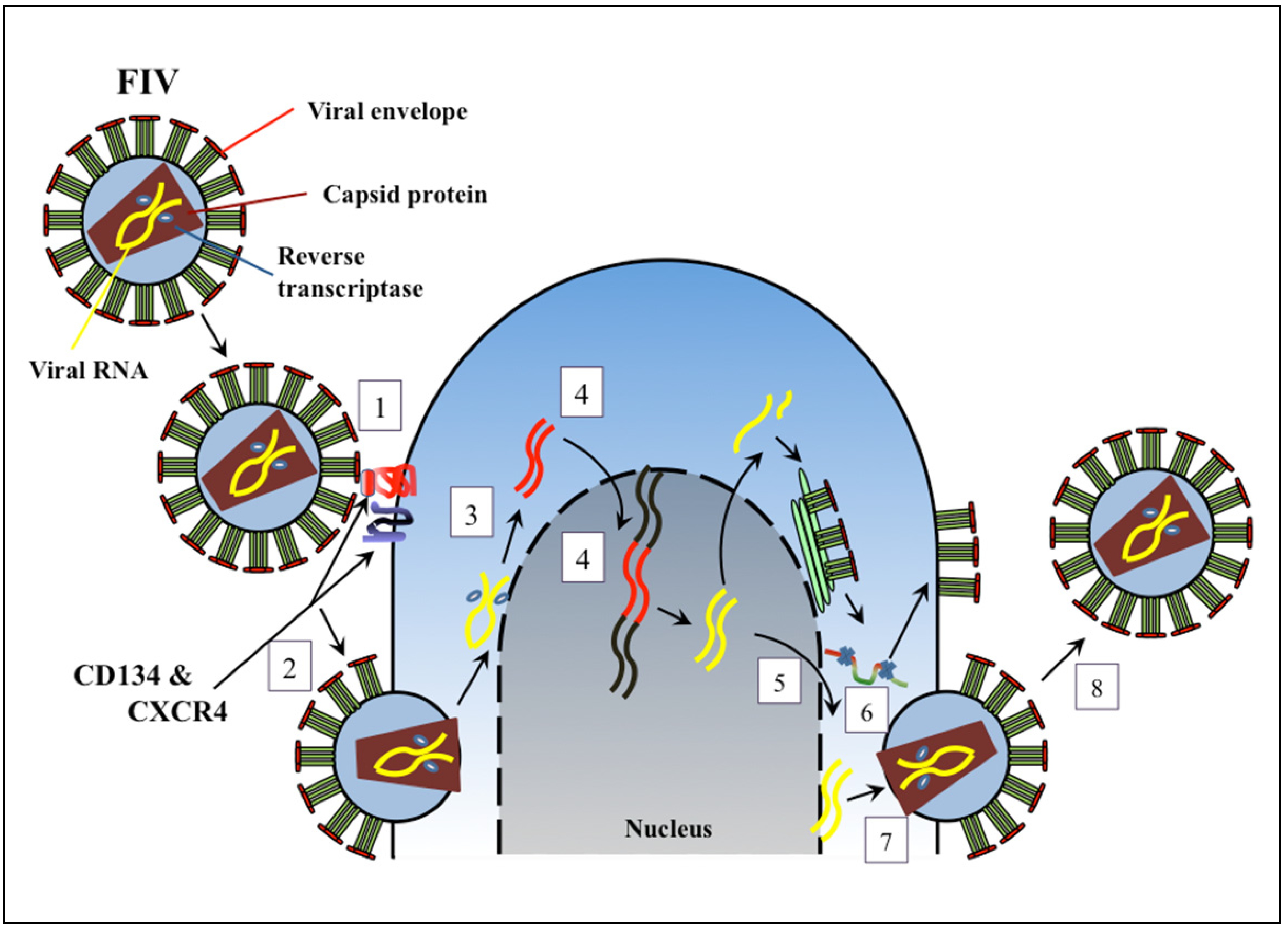 Viruses 04 00708 g001