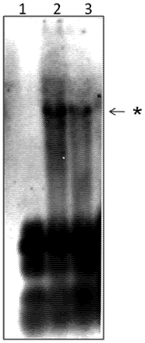 Viruses 04 00761 g002