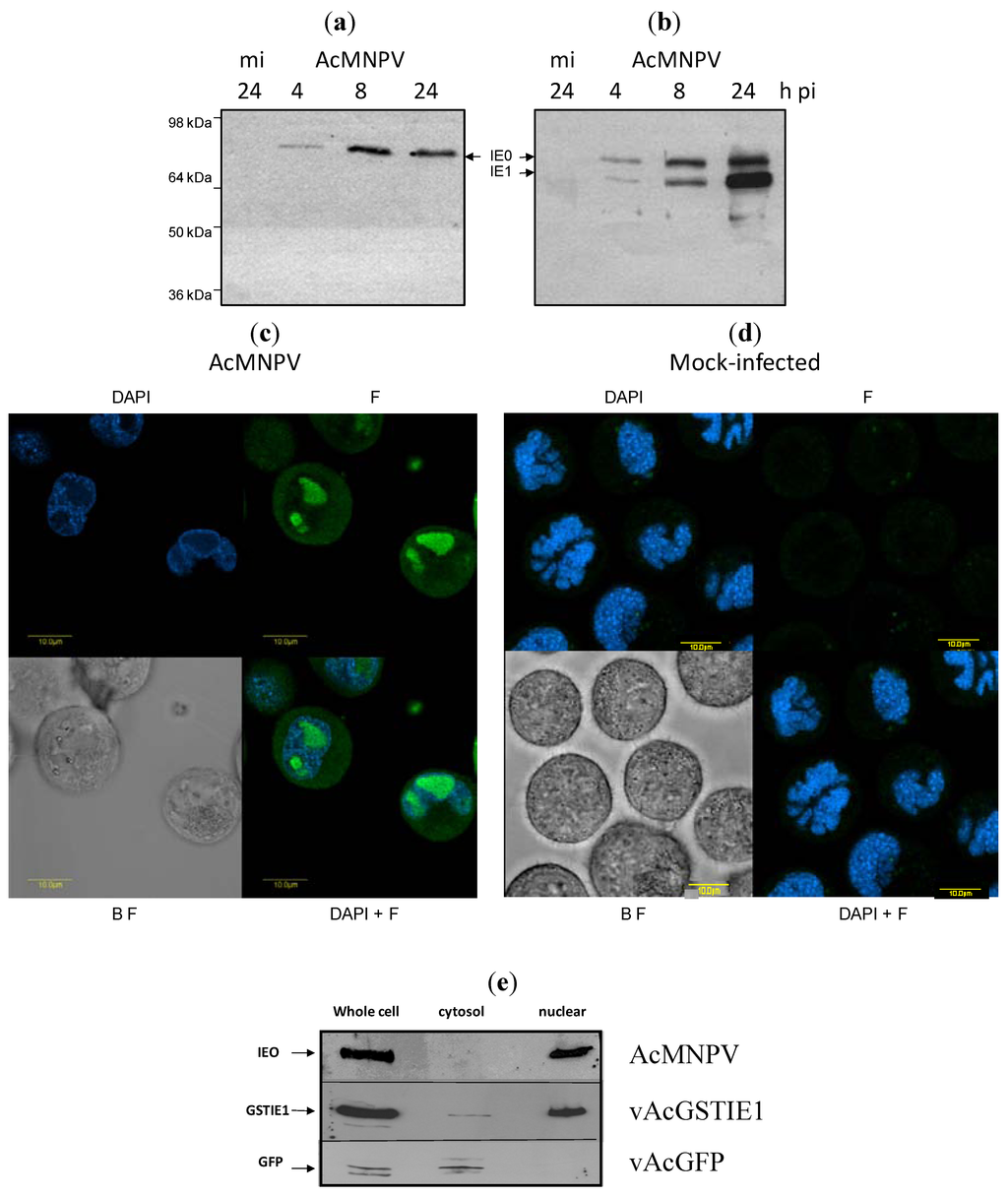 Viruses 04 00761 g003 1024