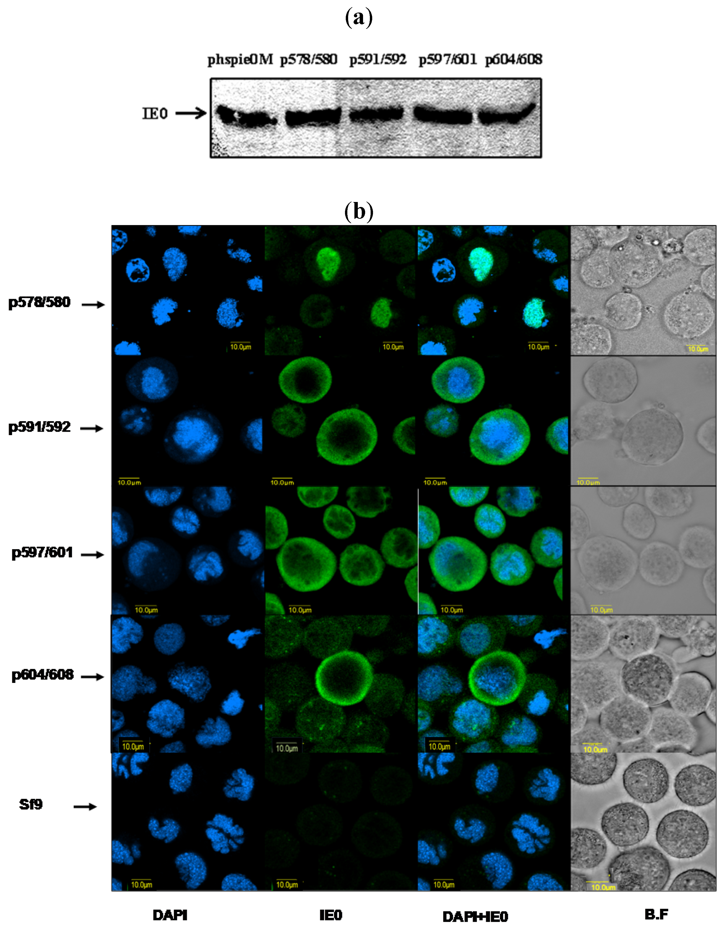 Viruses 04 00761 g004
