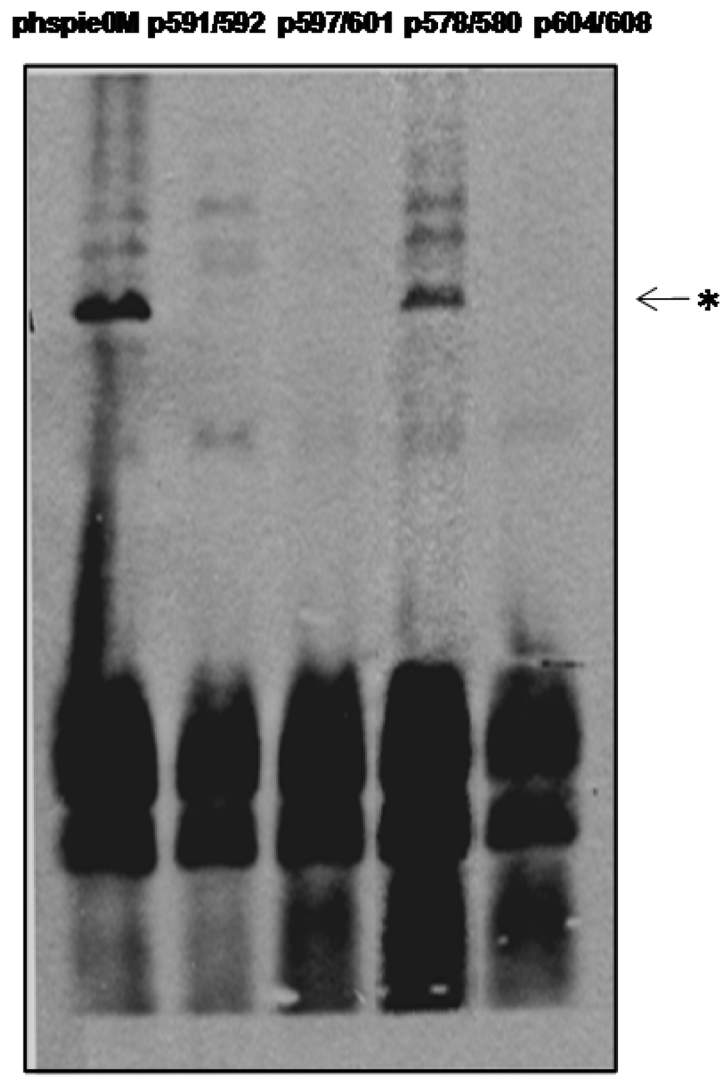 Viruses 04 00761 g006 1024