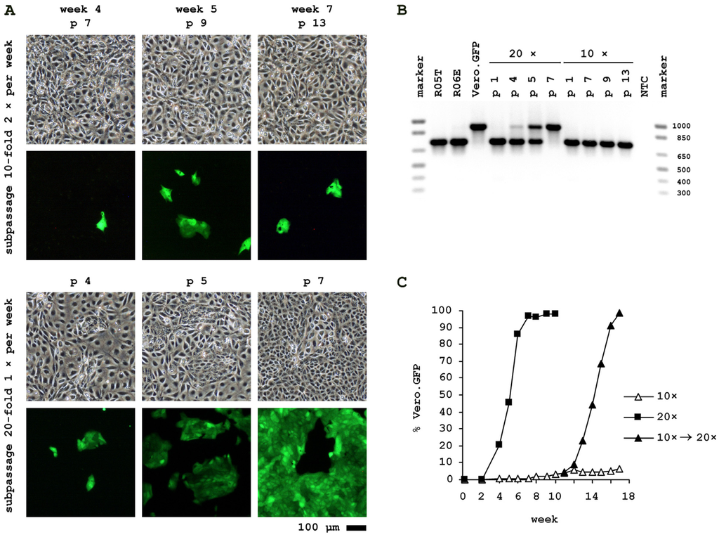 Viruses 04 00889 g003 1024