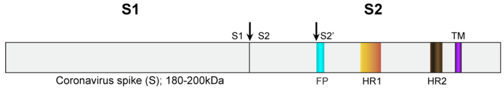 Viruses 04 01011 g002 1024